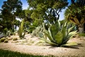 JARDINIER PAYSAGISTE GOLFE DE SAINT-TROPEZ